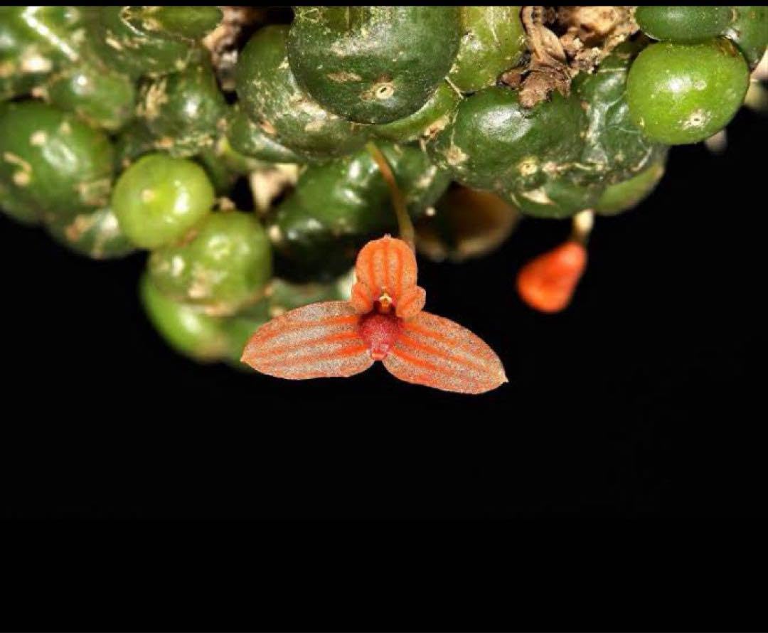 Bulbophyllum moniliforme バルボフォルム Bulbophyllum moniliforme バルボフォルム